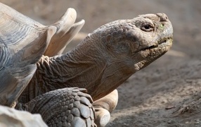 Большая шпороносная черепаха крупным планом