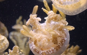 Белые медузы плавают в воде