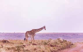 Большой жираф стоит у воды