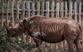 Носорог стоит у забора в зоопарке