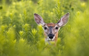 Молодой олень прячется в зеленой траве