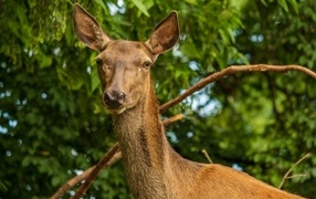 Большая коричневая олениха