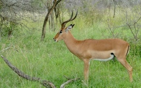 Импала с большими рогами на зеленой траве