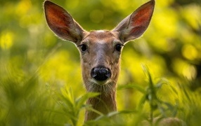 Олень прячется в зеленой траве