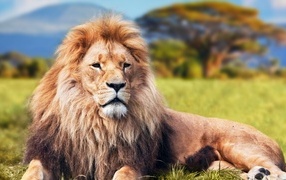 Большой лев  с пышной гривой в Саванне