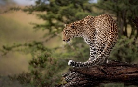 Большой пятнистый леопард стоит на сухом дереве