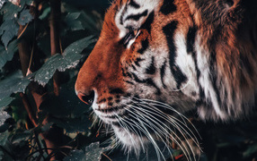 Большой полосатый тигр стоит дерева с зелеными листьями