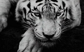 Большой белый тигр с грустной мордой