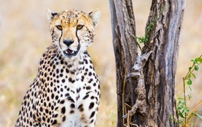 Гепард сидит у старого сухого дерева