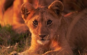 Милый маленький львенок смотрит в камеру