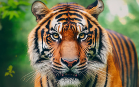 Морда большого полосатого тигра крупным планом