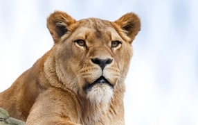 Большая львица на фоне голубого неба