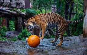 Большой полосатый тигр играет с мячом в зоопарке