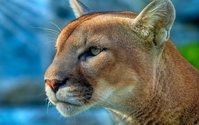 Морда зеленоглазой пумы крупным планом