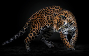 Пятнистый хищный ягуар на черном фоне