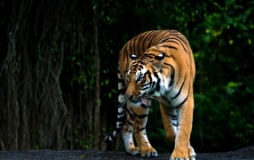 Полосатый бенгальский тигр в зоопарке
