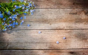 Голубые цветы незабудки на деревянном фоне