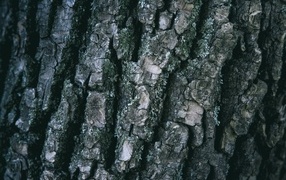 Старая кора дерева для фона