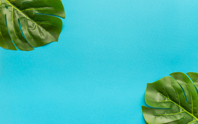 Два зеленых листа на голубом фоне