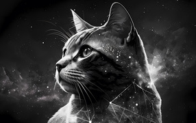 Нарисованный звездный кот на сером фоне