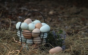 Корзина домашних куриных яиц на сене