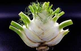 Корень фенхеля крупным планом