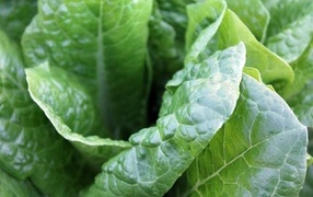 Зеленые листья растения крупным планом