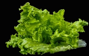 Зеленые листья салата на черном фоне крупным планом