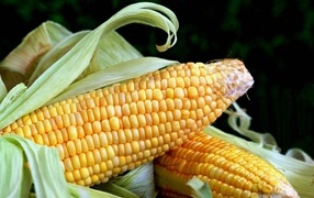 Два початка кукурузы с листьями на черном фоне