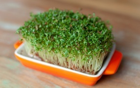 Кресс салат в посуде на столе