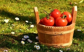 Деревянное ведро с красными помидорами на траве