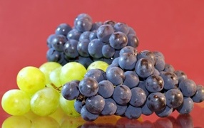 Синий и зеленый виноград на красном фоне