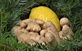 Имбирь с лимоном в еловых ветках