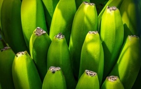 Зеленые бананы крупным планом