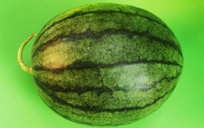 Большой полосатый арбуз на зеленом фоне