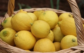 Много спелых желтых лимонов в корзине на столе