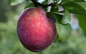 Розовая крупная слива на ветке