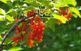 Красная спелая смородина на кусту