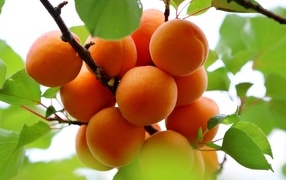 Спелые оранжевые абрикосы на ветке