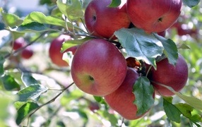 Сладкие красные яблоки на ветках дерева