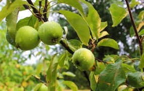 Мокрые зеленые яблоки на ветках