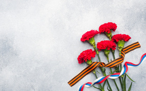 Red carnations with ribbons on a gray background for Victory Day on May 9