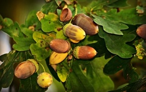 Желуди с зелеными листьями крупным планом