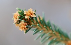 Зеленая еловая ветка с цветами