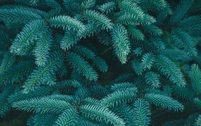 Зеленые колючие ветки ели крупным планом