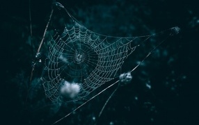 Узорная паутина в каплях росы