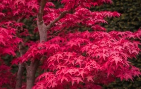 Красные листья клена на дереве осенью