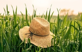 Соломенная шляпа на поле с зелеными колосьями пшеницы