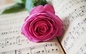 Розовая роза лежит на нотной тетради