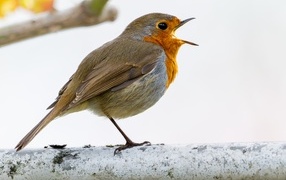 Маленькая европейская малиновка сидит на ветке